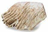 Fossil Columbian Mammoth Molar - Somervell County, Texas #283954-1